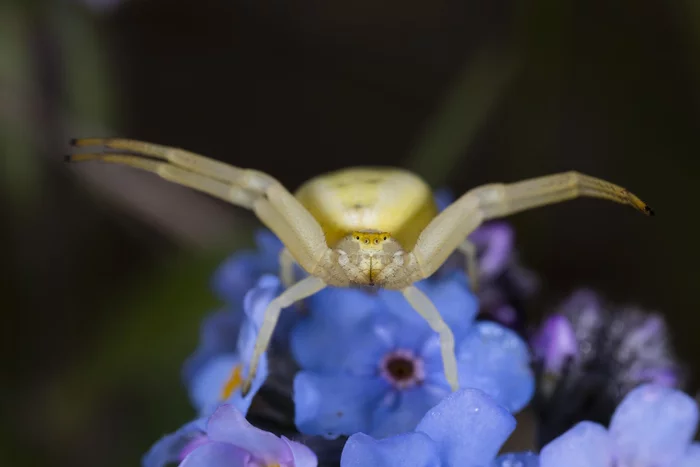 Come I will give you a hug! - My, Spider, Macro photography