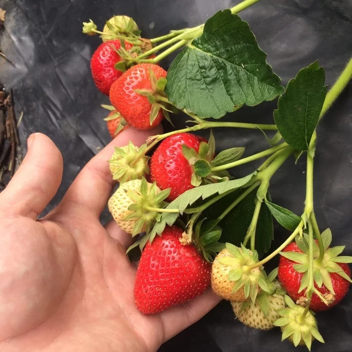 Garden work. - My, Garden, Plants, Сельское хозяйство, Tobacco, Strawberry (plant), Berries, Longpost