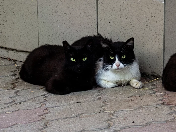 black and white photo - My, The photo, Street photography, cat, Evpatoria, Crimea, Black cat, City walk