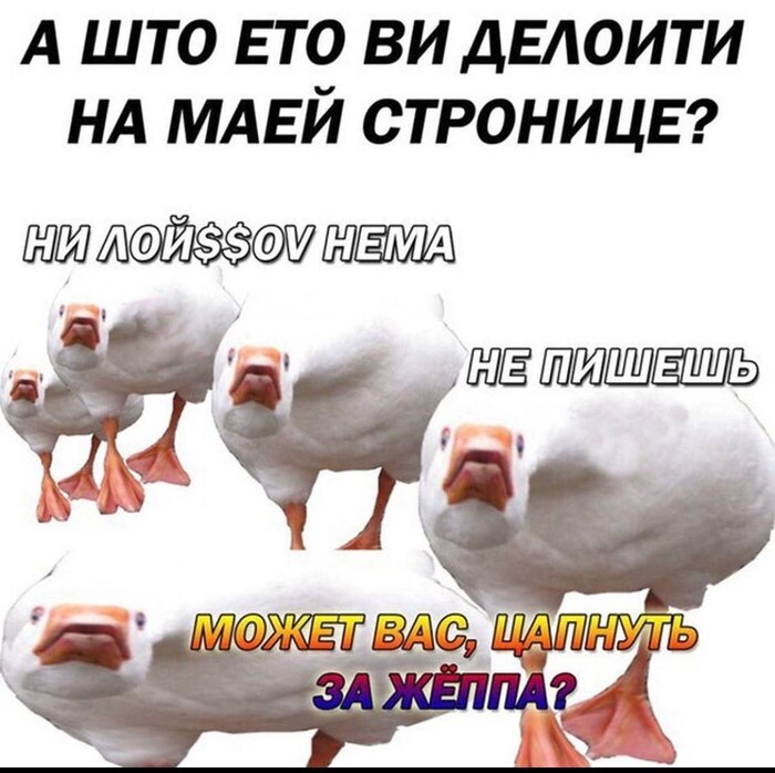 Лучше прислушайтесь к гусям