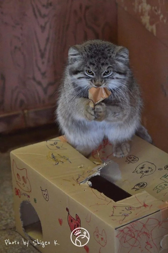 Manuly - Pallas' cat, Pet the cat, Wild animals, Small cats, Cat family, Predatory animals, Box, The photo