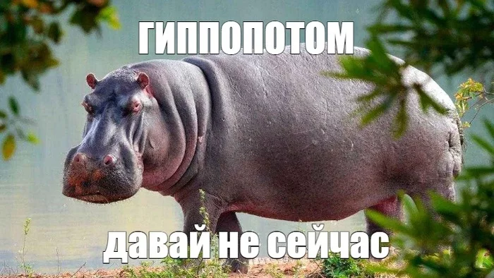 My spirit animal - My, Memes, Picture with text, hippopotamus, Humor, Procrastination