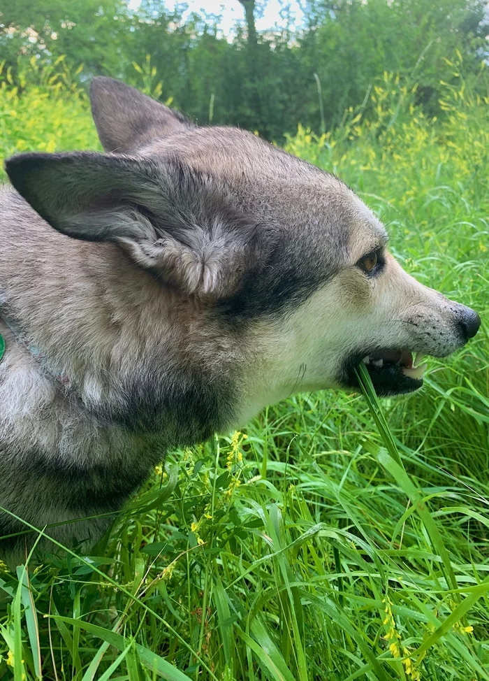 fur lawn mower) - My, Dog, Grass, Humor, Longpost