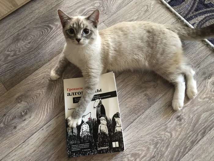 Review of the book Groak Algorithms, even a cat will understand - My, Python, Algorithm, Programming, Programmer, IT, Education, Development of, Literature, Modern literature, Technical Literature, Mathematics, Animals, Pets, Book Review, Books, Review, Excerpt from a book, Education, Studies, Longpost, cat