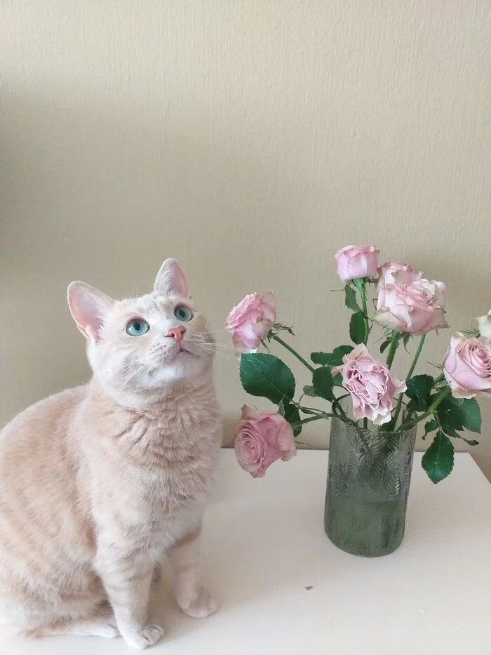 My flower - My, cat, Kittens, Longpost