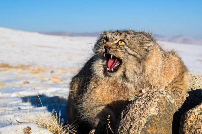 Меня? Гладить?? - Погладь кота, Пушистые, Малые кошки, Семейство кошачьих, Хищные животные, Млекопитающие, Животные, Дикие животные, Дикая природа, Природа, Монголия, Фотография, Манул