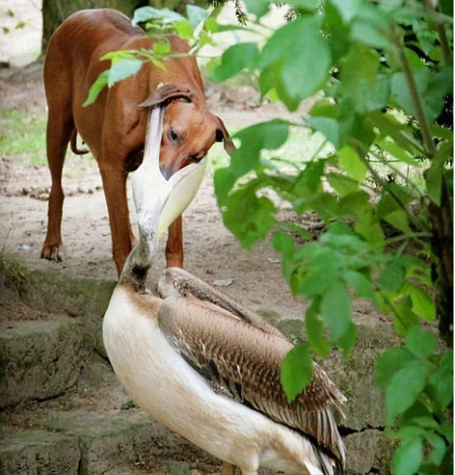 Pelican bite - Pelican, Dog