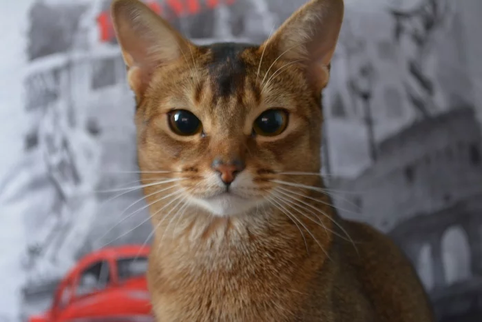 Perseus - My, cat, Abyssinian cat, Longpost