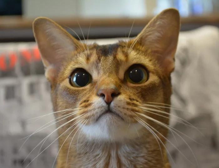 Perseus - My, cat, Abyssinian cat, Longpost