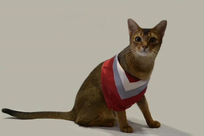 Perseus - My, cat, Abyssinian cat, Longpost
