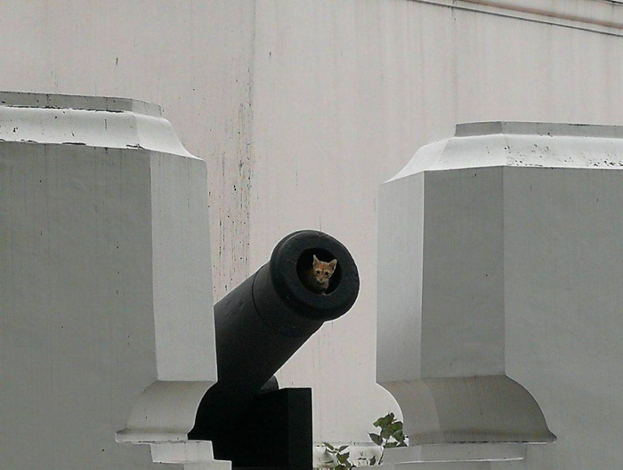 Мяухгаузен