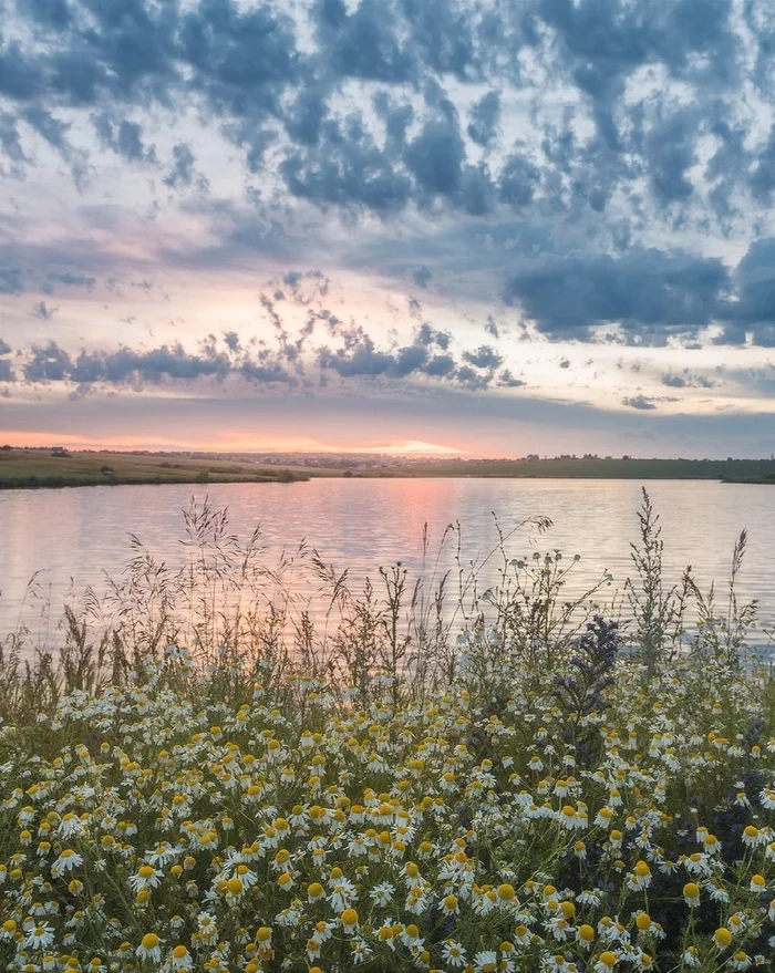 Early morning in Mordovia - Nature, beauty of nature, The photo, beauty, Mordovia, Chamomile, dawn