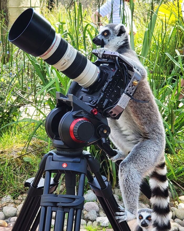 New operator at Chester Zoo - Feline lemur, Endangered species, Lemur, Primates, Mammals, Animals, Wild animals, Zoo, The photo, Operator, Camcorder