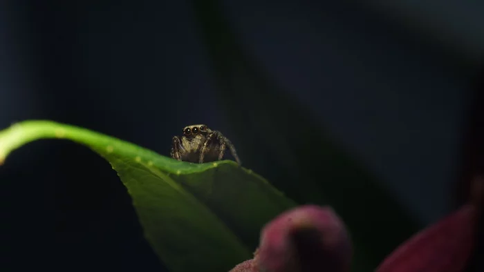 little hero - My, Milota, Spider, Jumping spider, Nature, The photo, Insects, Beautiful, Video, Vertical video, Longpost, Macro photography