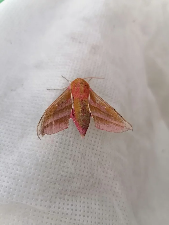 Bloodworms in your tape (wine hawk moth) - My, Butterfly, Insects, Longpost