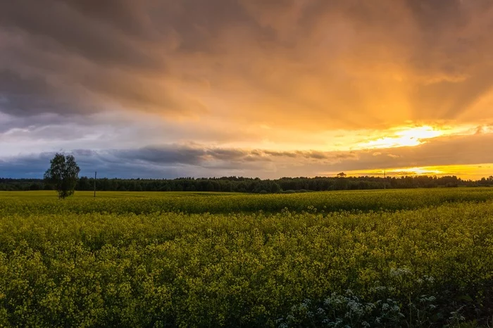 Sunset near Volokolamsk - My, Canon, Sunset, Summer, Field, Clouds, Sky, Evening, The sun