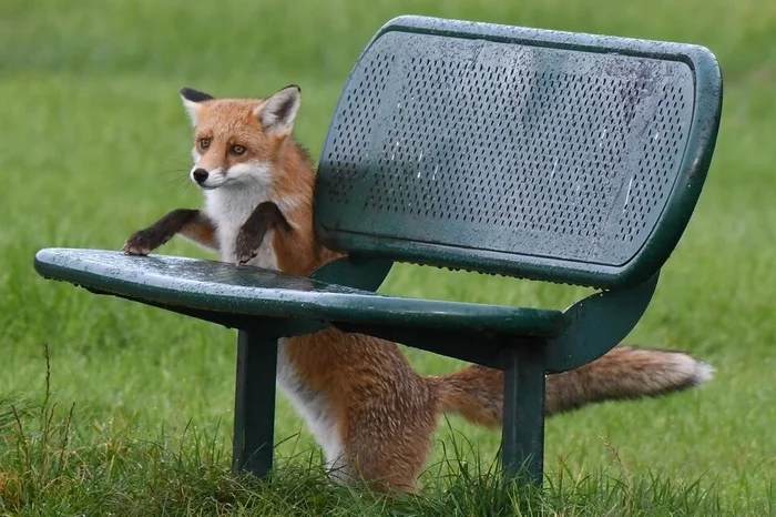 And me! .. Me .. They drove me to sleep on the grass! - Fox, Bench, The street, The photo