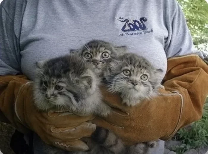 Gang - Pet the cat, Pallas' cat, The photo, Small cats, Cat family, Predatory animals, Wild animals, Young