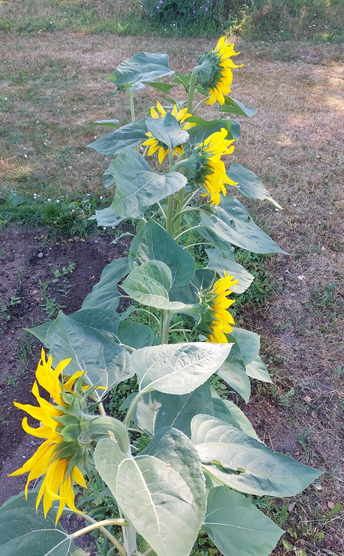 Ответ на пост «Не все взрослые умные»