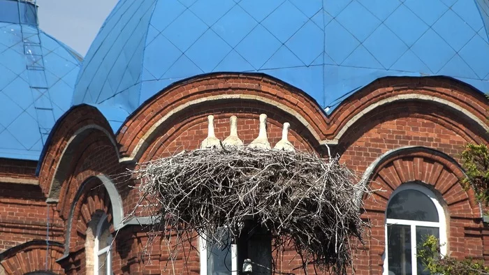 WHITE STORKS in the Leningrad region continue to raise their MEOW chicks - My, Stork, The nature of Russia, beauty of nature, Temple, Bird watching, Each creature has a pair, Pavel Glazkov, Video, Youtube, Longpost