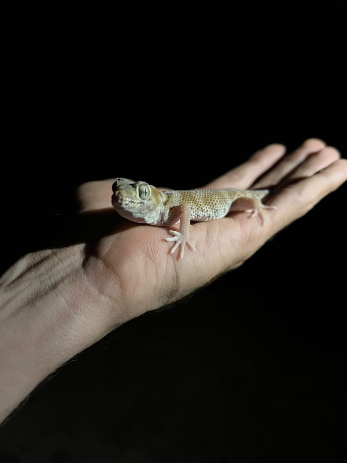 Путешествие по Монголии. 2 часть Монголия, Путешествия, Туризм, Природа, Пейзаж, Пустыня, Каньон, Видео, Без звука, Длиннопост