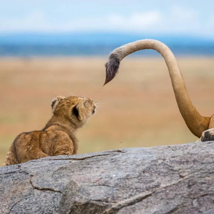 best toy - a lion, Rare view, Panther, Big cats, Cat family, Predatory animals, Mammals, Animals, Wild animals, wildlife, Nature, Africa, The photo, Lion cubs, Young, Tail, Animal games, Longpost, Kus