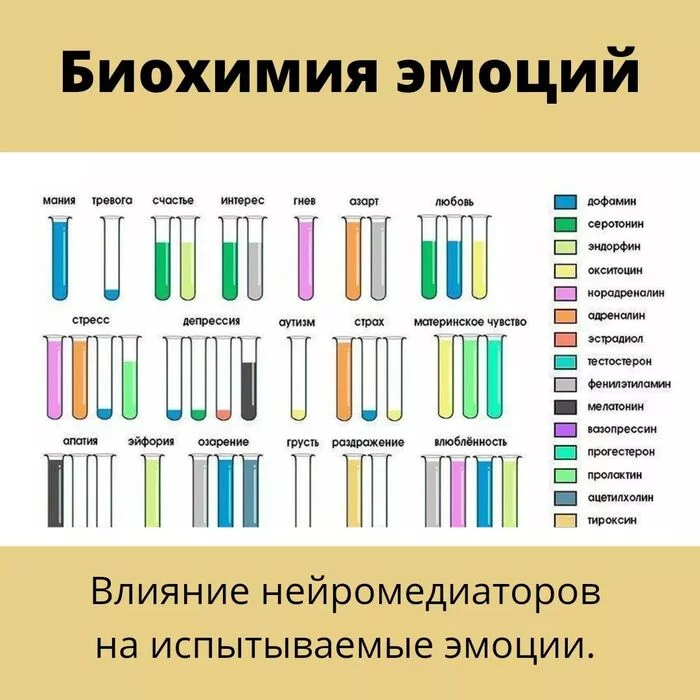 Biochemistry of feelings - My, Control, Health, Psychotherapy, Internal dialogue, Психолог, Meditation, Self-development, Self-control, Longpost