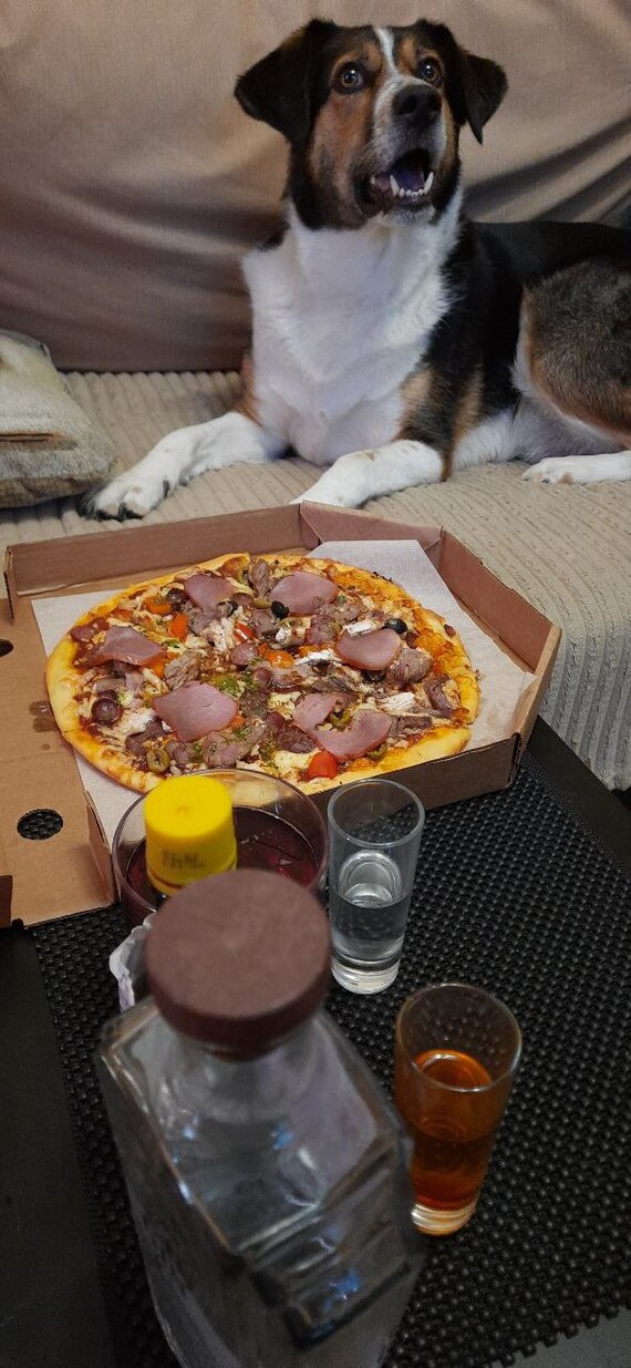 Weekend morning. - My, Alcohol, Pizza, Dog, Longpost