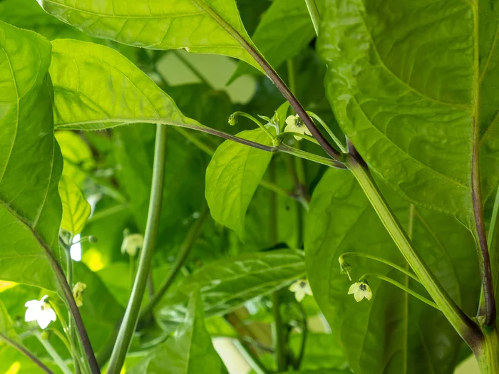Pepper Trinidad Scorpion. - My, Scorpion Trinidad, Hydroponics, Pepper, Hot peppers, Vegetable garden on the windowsill, Growing, Chilli, Longpost