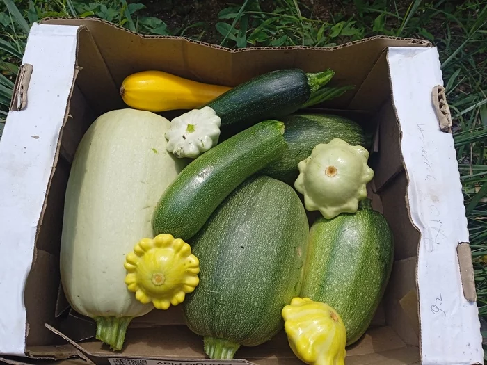 I have them! - My, Zucchini, Joy, Good mood, Squash