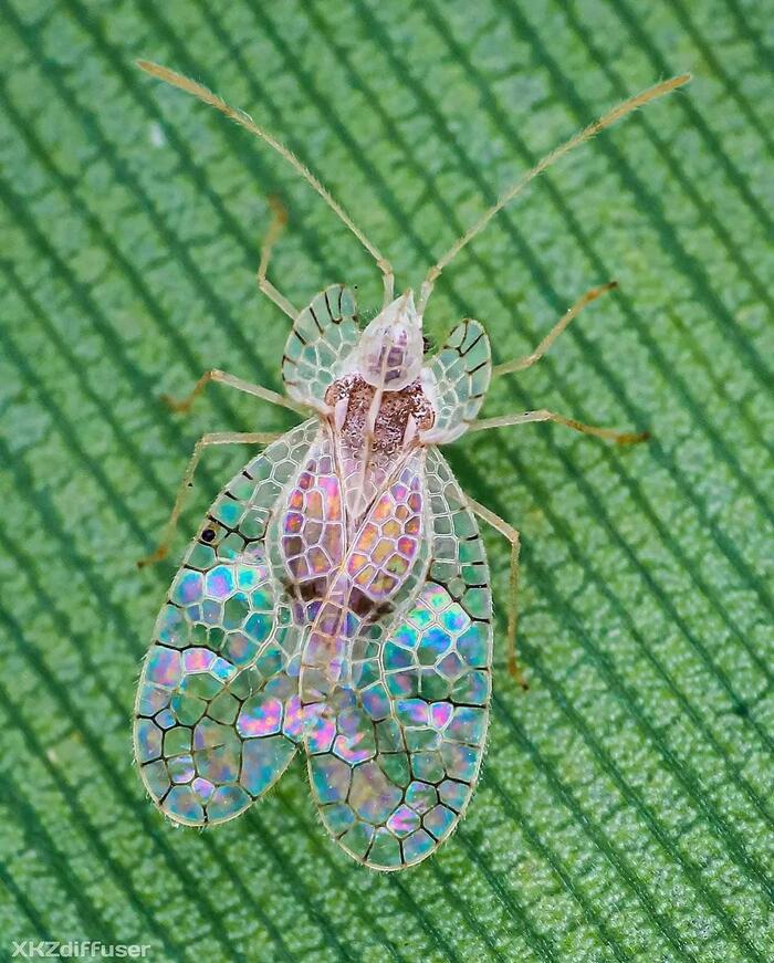 Looks like stained glass! Lace beetle (Stephanitis typicus) - Stained glass, Жуки, Nature, Insects, The photo