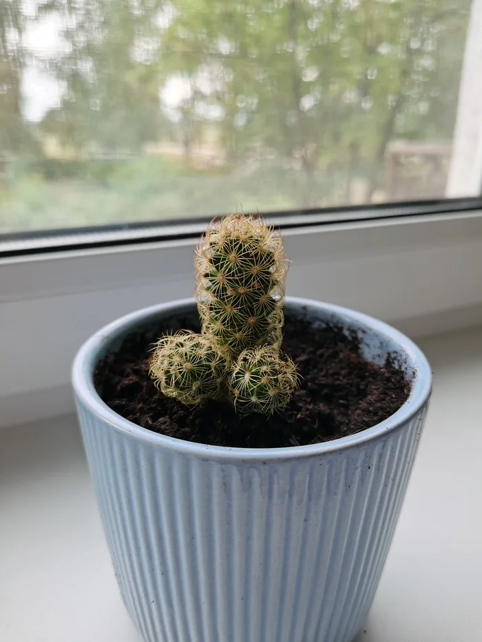 cactus grows - My, Cactus, Plants