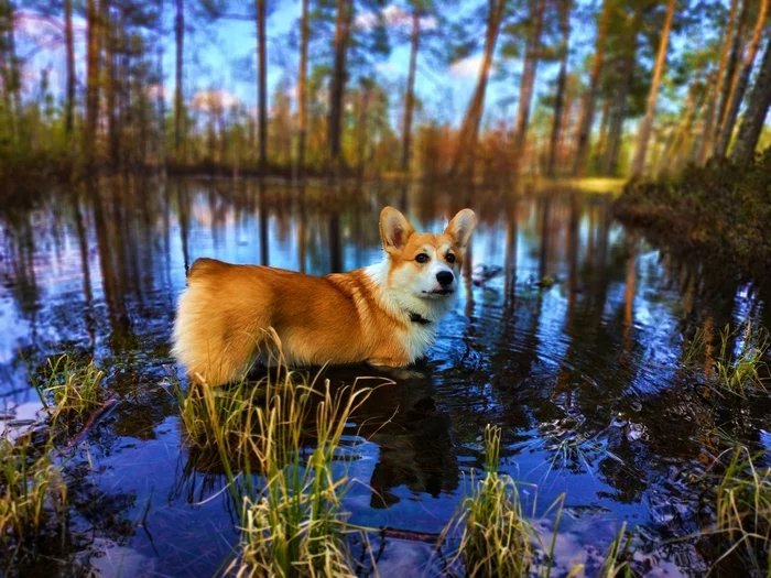 Concentration - My, The photo, Corgi, Dog