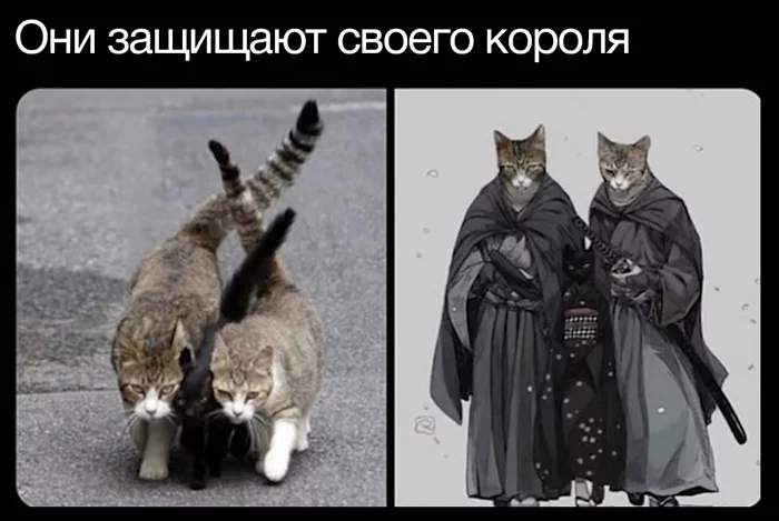 Under reliable protection - Humor, Picture with text, cat, Protection, Bodyguard, King