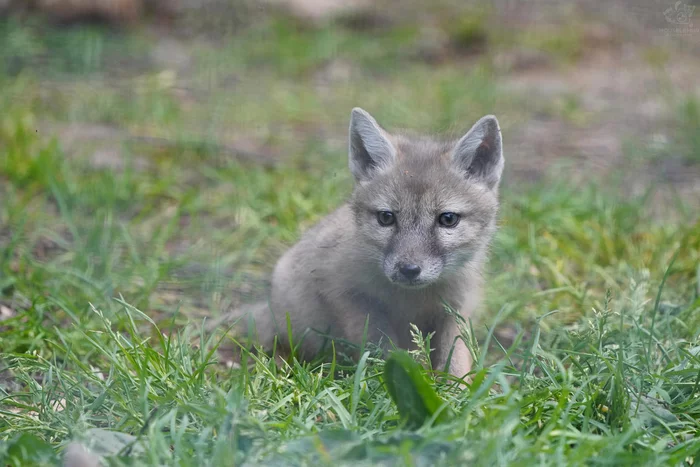 Animals and birds - Mouselemur, The photo, Zoo, Animals, Korsak, Mongoose, Owl, Lemur, Serval, Elephant Jumper, Pintail, White tiger, Arctic fox, Longpost