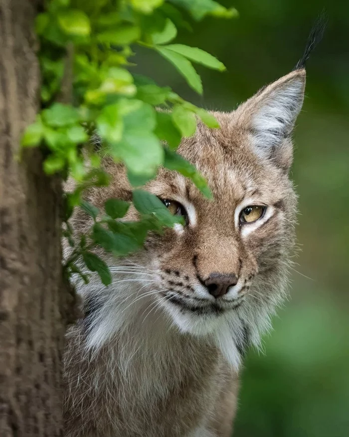 And what are you doing? - Lynx, Small cats, Cat family, Predatory animals, Mammals, Animals, Wild animals, wildlife, Nature, The photo, Peeping