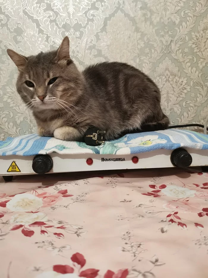 Assistant - My, cat, Stove, Kitchen