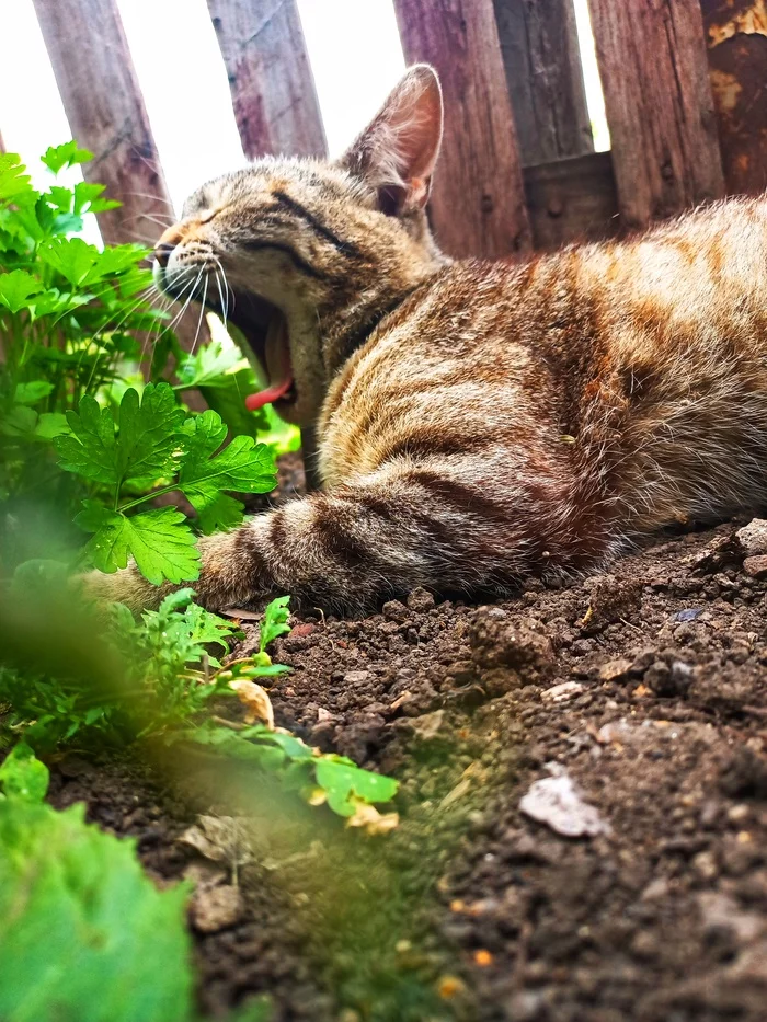I've been yawning all day today, I'm too lazy... - My, cat, Animals, The photo, Laziness, Longpost