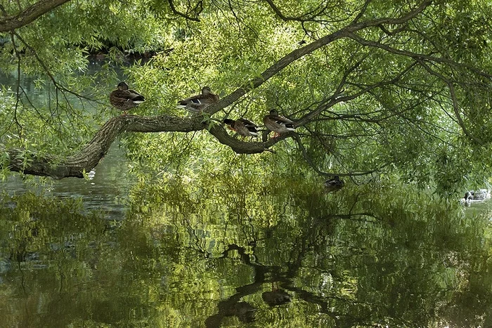 Petersburg ducks - My, Duck, Pond, Tree, Saint Petersburg