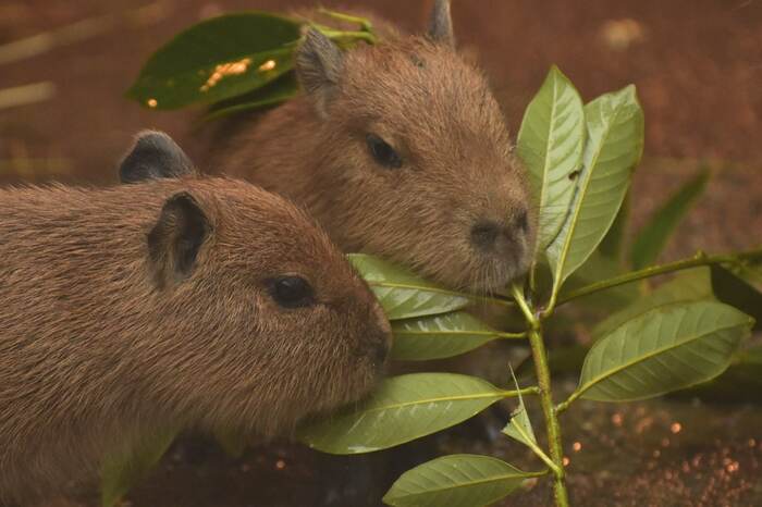 Om-Nom-nom - Capybara, Rodents, Sheet, Food, Milota, The photo