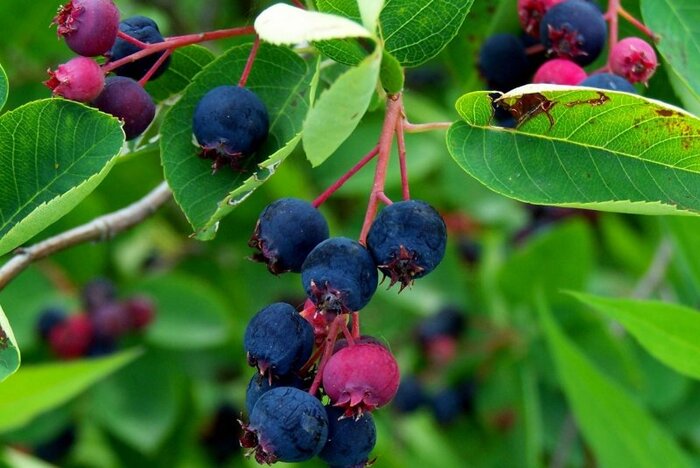 ���� - ����� ����� �������