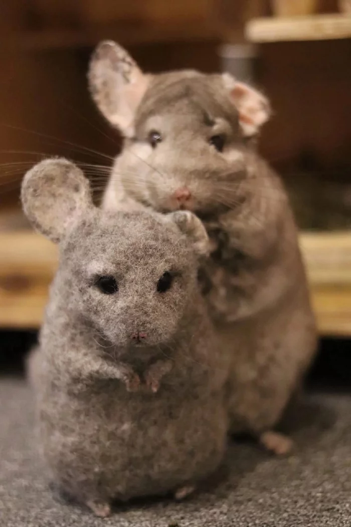 Shusha, who am I talking to?) - My, Chinchilla, Needlework, Wool toy, Dry felting, Longpost