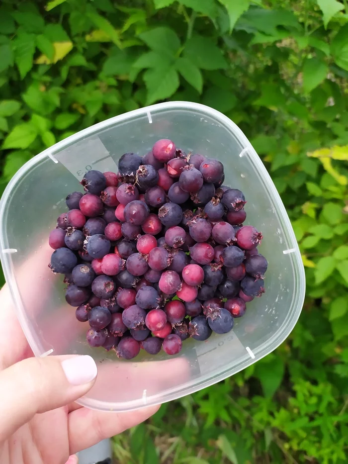 Berry summer)) - My, Berries, Raspberries, Currant, Juneberry, Dacha, Longpost