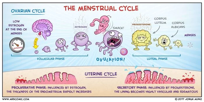 What does a normal menstrual cycle look like? - My, Gynecology, Gynecologist, The medicine, Free medicine, Obstetrics, Menstrual cup, Cycle, Ovaries, Pregnancy