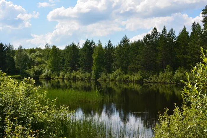 Summer bike ride on the surrounding ponds - My, The photo, Summer, Pond, Nature, Landscape, Longpost