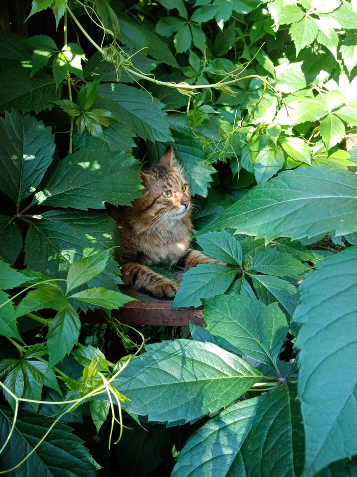 Кот в винограде