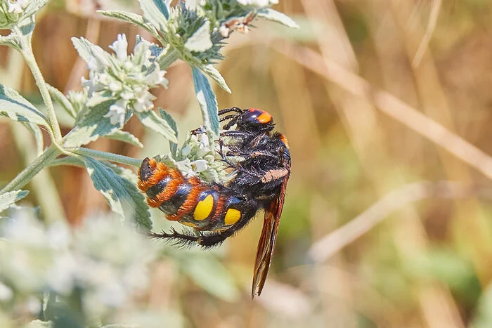 Giant scolia or spotted scolia - My, 2022, Entomology, Wasp scolia, Hymenoptera, The photo, Crimea