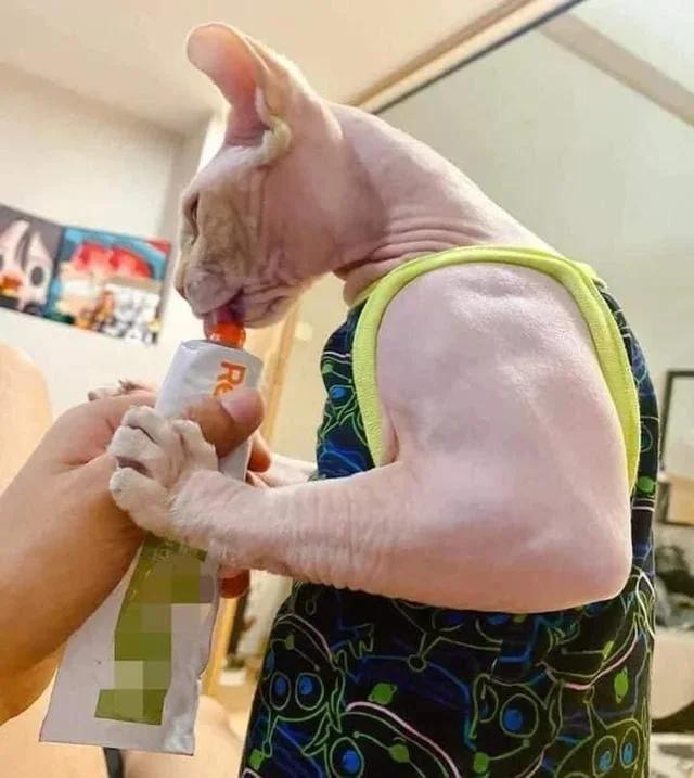 Bald Bitsuhi - cat, Sphinx, Biceps, Fluffy bituhi