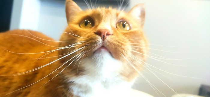 Little Bit News №789 | Все самые интересные новости игр