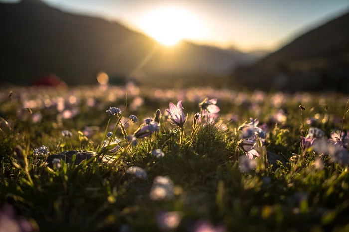 bells - My, The mountains, Flowers, Bells, Sunrise, Morning, The photo, Tourism, Mountain tourism, Hike, Landscape